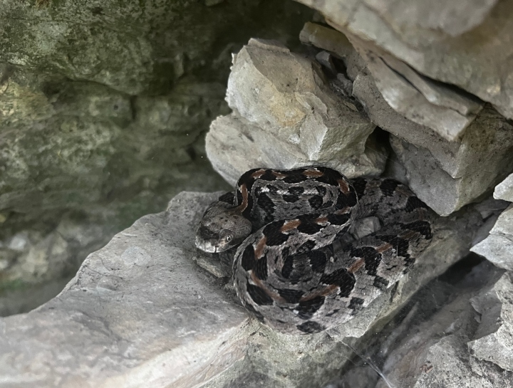 Timber Rattlesnake